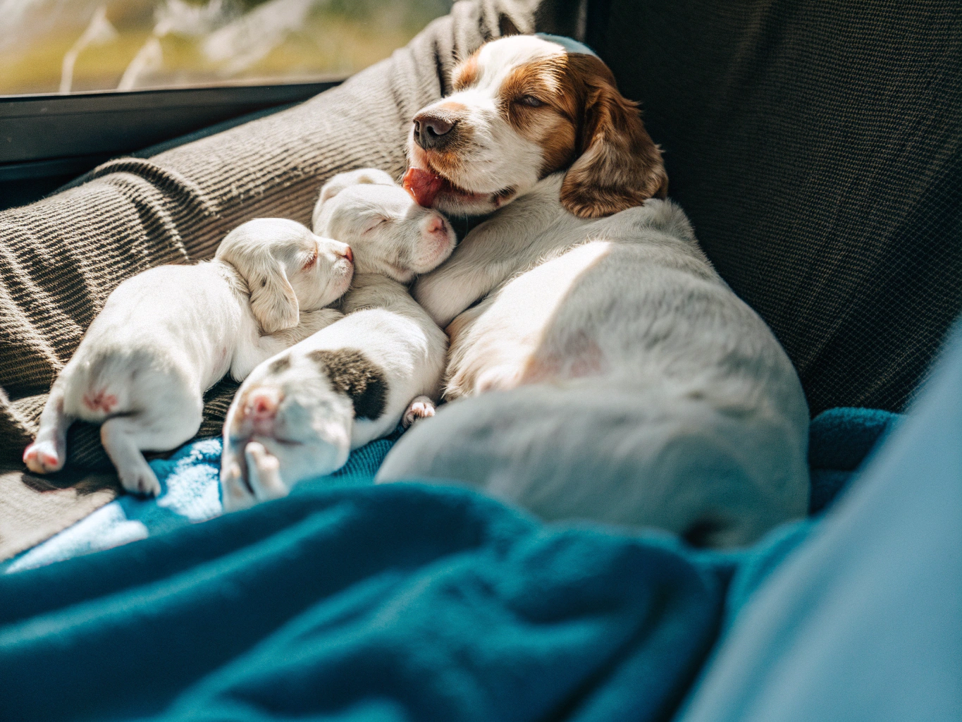 Vacunar en celo, gestación o lactancia: qué se puede y qué no