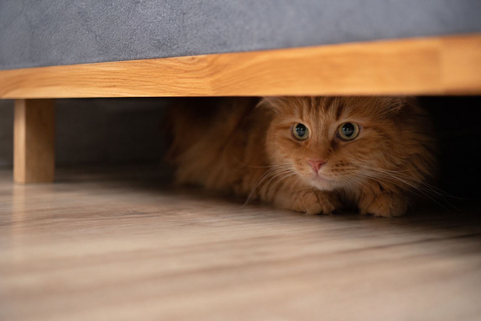 ¿Y si mi gato se esconde cuando viene el veterinario?